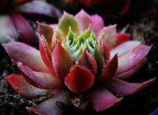 Jakie są grubości płytek na podłogę? Jakie są grubości płytek na podłogę?