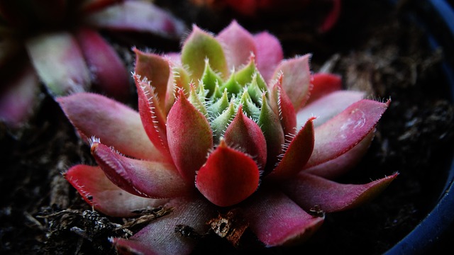 Jakie są grubości płytek na podłogę? Jakie są grubości płytek na podłogę?