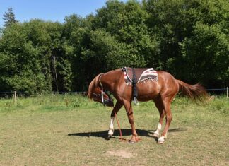 Gdzie montować Śniegołapy?