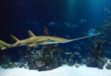 Jaka piła łańcuchowa do ogrodu? Jaka piła łańcuchowa do ogrodu?