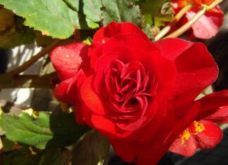 Jaka ukośnica do 1000 zł?