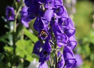 Czy kominiarz musi mieć drabinę przy sobie?