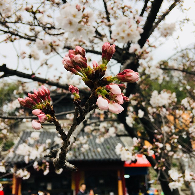 Co oznacza piszczenie przy hamowaniu? Co oznacza piszczenie przy hamowaniu?