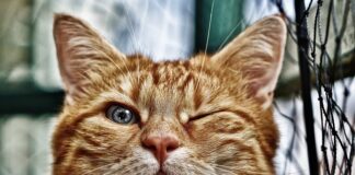 Co ile oczka w plandece?