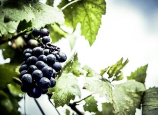 Czy lokalizator GPS może działać bez karty SIM? Czy lokalizator GPS może działać bez karty SIM?