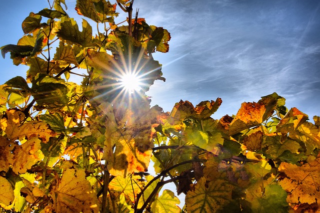 Jakie zębatki Sunstar czy JT? Jakie zębatki Sunstar czy JT?