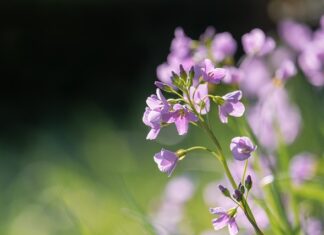 Czego symbolem jest rzeżucha? Czego symbolem jest rzeżucha?