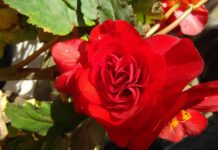 Czy ukośnica można ciąć płytki? Czy ukośnica można ciąć płytki?