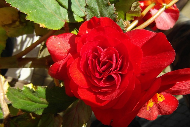 Czy ukośnica można ciąć płytki? Czy ukośnica można ciąć płytki?