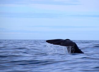 Jaką grubość pianki PUR?