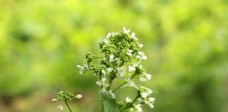 Co oznacza chrzan na Wielkanoc?