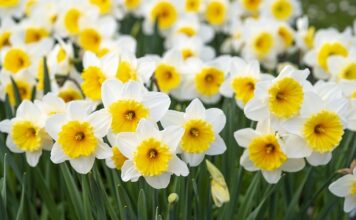 Dlaczego sufit maluje się na biało?