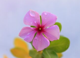 Jak kłaść płytki krok po kroku?